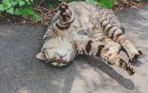 とてもリラックスした猫の写真